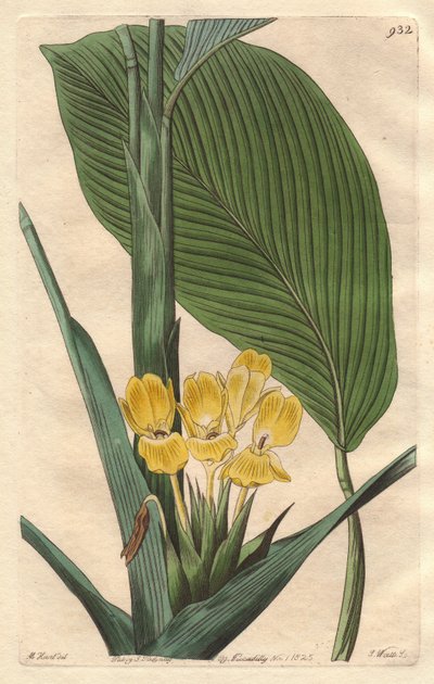 Calathea a fiori gialli, nativa del Brasile - S. Watts acqua forte da un