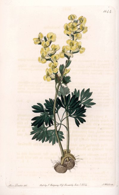 Corydale a fiore giallo Variete da Sydenham Teast Edwards