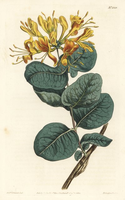 Caprifoglio a fiori gialli, Lonicera flava da Sydenham Teast Edwards