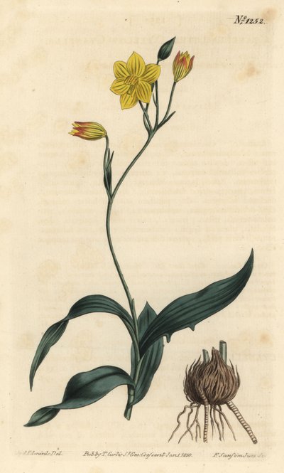 Cyanella lutea da Sydenham Teast Edwards