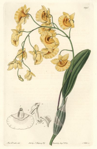 Orchidea dendrobium gialla, nativa dell