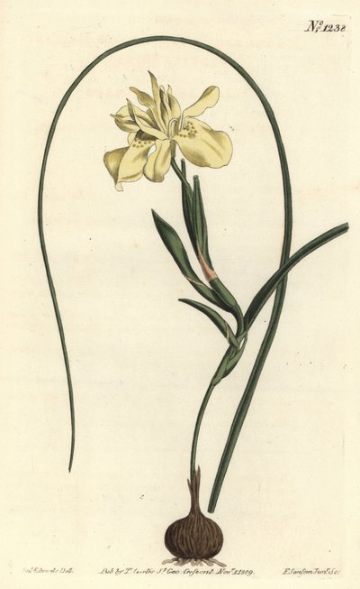 Moraea a radice commestibile gialla, Moraea fugax (Moraea edulis). Incisione a mano colorata a rame di F. Sansom Jr. da un