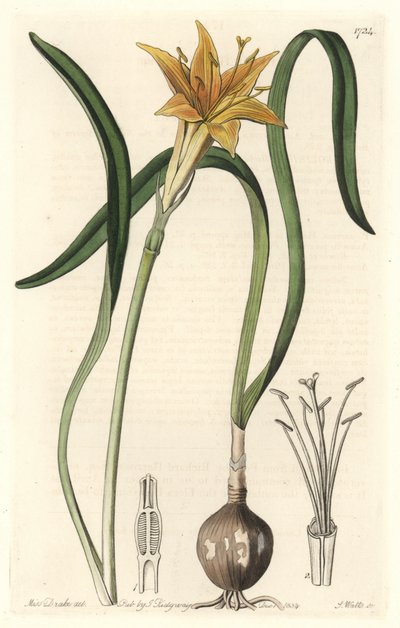 Pyrolirion giallo (Amaryllis arvensis), nativo del Perù - Acquaforte di S. Watts da un