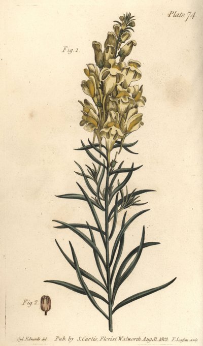 Linaria vulgaris, Antirrhinum majus da Sydenham Teast Edwards