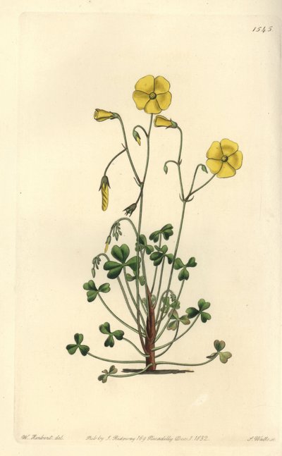 Oxalis micrantha da Sydenham Teast Edwards