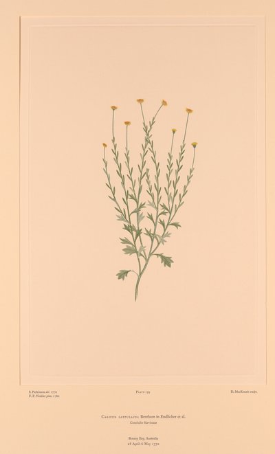 Florilegium di Banks Tavola 159 Calotis Lappulacea da Sydney (after) Parkinson