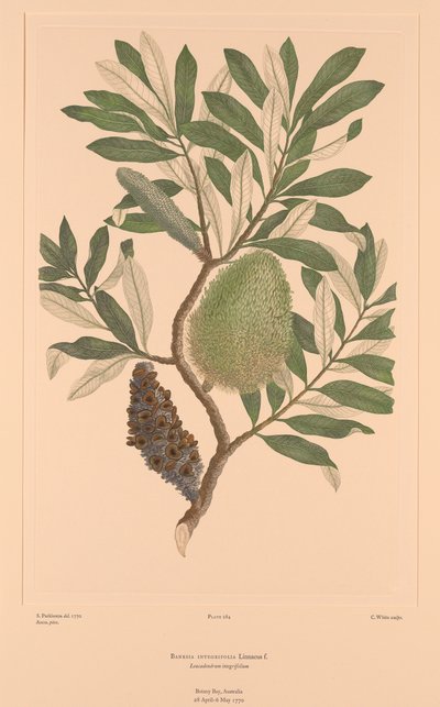 Florilegium di Banks, Tavola 284 Banksia Integrifolia da Sydney (after) Parkinson