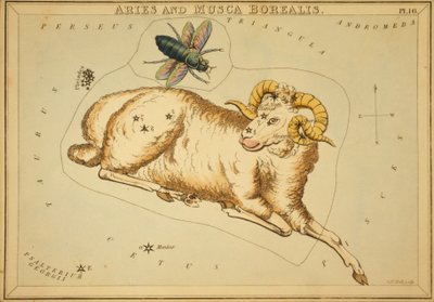 Ariete e Musca Borealis, illustrazione da 