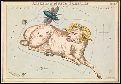 Ariete e Musca borealis, c.1825 da Sydney Hall