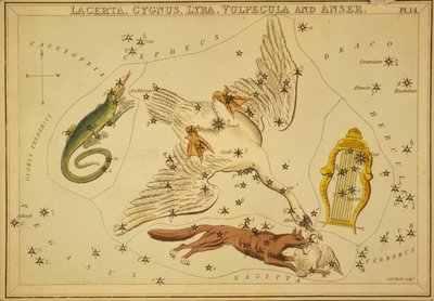 Lacerta, Cygnus, Lyra, Vulpecula e Anser, Illustrazione da 