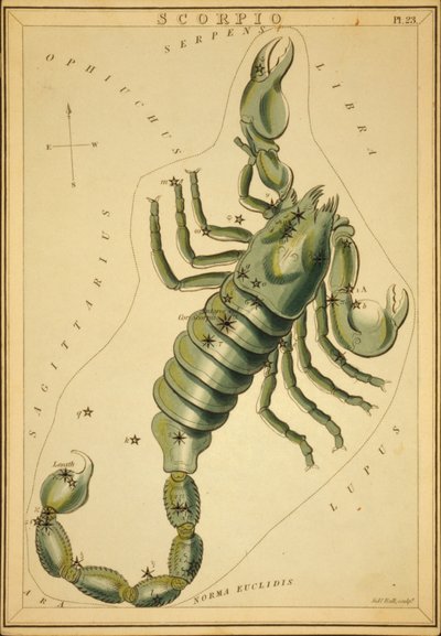 Scorpione, illustrazione da 