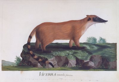 Femmina di Viverra nasuta, incisione colorata di Sidney Parkinson da Sydney Parkinson