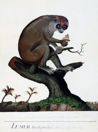 Lemur tardigradus da Sydney Parkinson