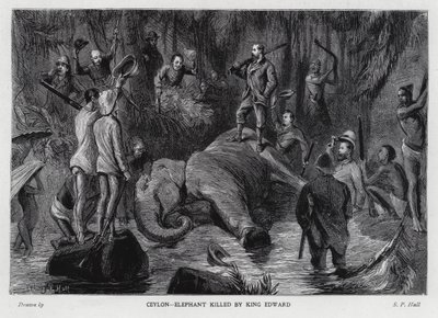 Elefante ucciso dal Re Edoardo VII da Sydney Prior (after) Hall