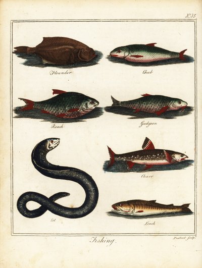 Pesca: passera, cavedano, rospo, ghiozzo, salmerino, anguilla, cobite. 1792 (incisione) da T. Prattent