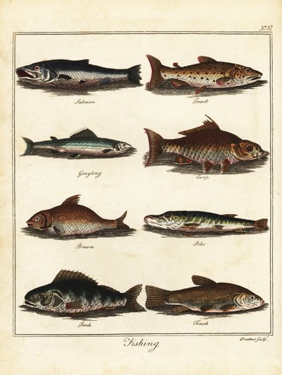 Pesca: salmone, trota, temolo, carpa, bream, luccio, persico, tinca. 1792 (incisione) da T. Prattent