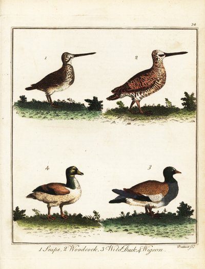 Uccelli selvatici: beccaccino, beccaccia, anatra selvatica e fischione. 1792 (incisione) da T. Prattent