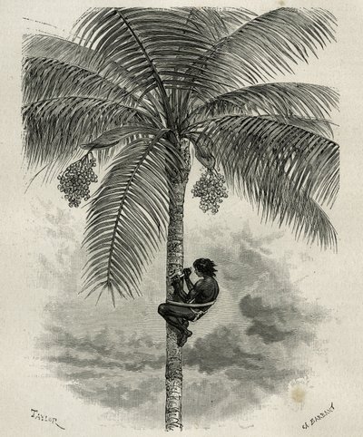 La raccolta della cera di palma ceroxylon, nel Quindio (Colombia), incisione di Taylor e Ferdinandus, per illustrare la storia L