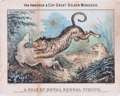 Una coppia di tigri del Bengala reale da T. W. Strong
