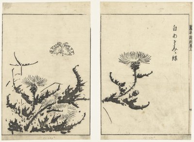 Cardi e farfalla (Gahon shinkoku makiage) da Tachibana Morikuni (attributed to)