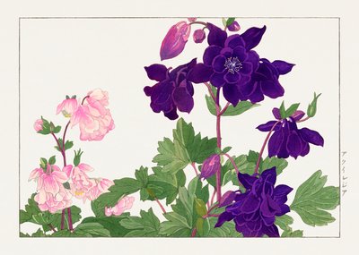 Fiore di Aquilegia da "Seiyou Sokazufu da Tanigami Konan