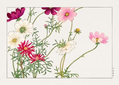 Fiore di cosmo da "Seiyou Sokazufu da Tanigami Konan