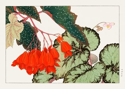 Fiore di Begonia Cracklin Rosie da "Seiyou Sokazufu". da Tanigami Konan