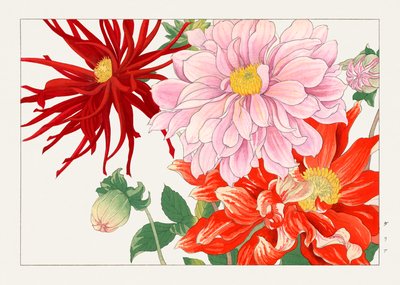 Fiore di dalia da "Seiyou Sokazufu da Tanigami Konan