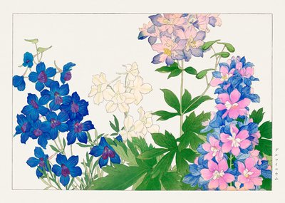 Fiore di delphinium da "Seiyou Sokazufu da Tanigami Konan
