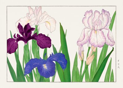 Fiore di giaggiolo da "Seiyou Sokazufu da Tanigami Konan
