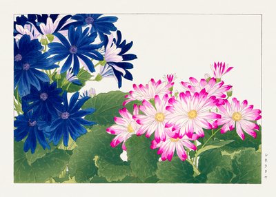 Fiore di cineraria d