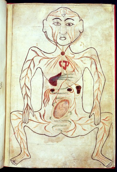 Membri organici e l