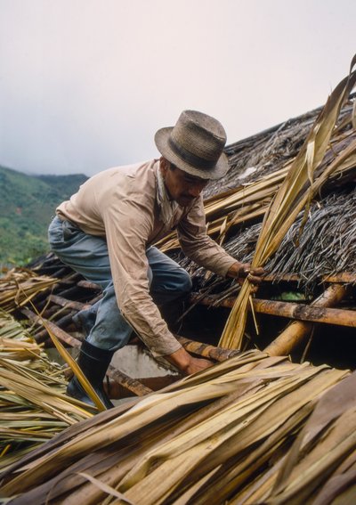 Un contadino colombiano copre il tetto con foglie di canna da zucchero, vicino a Pamira, Colombia da Ted Spiegel