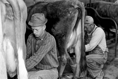 Tirocinante agricolo che impara a mungere le mucche al North Carolina Industrial Training Center da Ted Spiegel