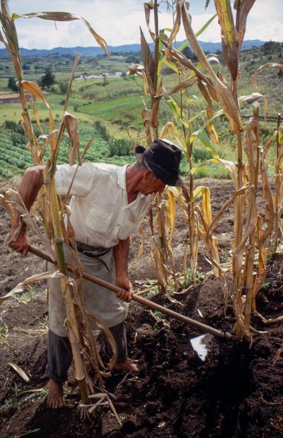 Benigno Marin, un contadino, lavora in un campo in Colombia da Ted Spiegel