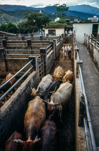 Bovini arrivano al recinto di Palmira, Colombia da Ted Spiegel