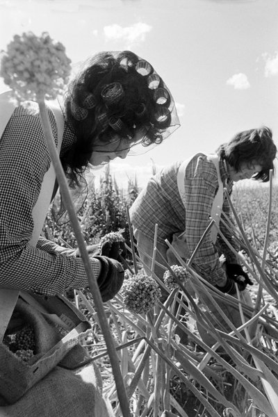 Il contadino Ed Ker al Ranch A.M. Ker è un colono agricolo che coltiva erba medica da Ted Spiegel