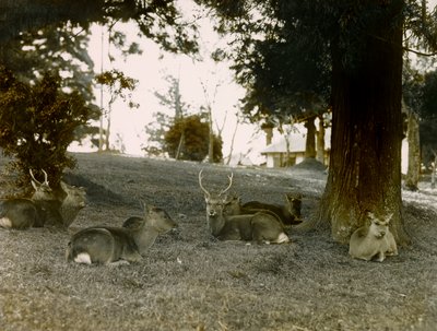 Daino nel parco Kasauga Taisha, Nara, 1900-1915 circa (fotografia) da Teijiro Takagi