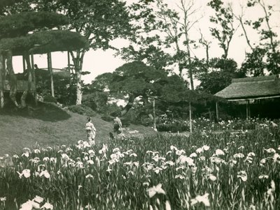 Il giardino di iris di Horikiri Shobuen a Tokyo, circa 1900 - 1915 (fotografia) da Teijiro Takagi