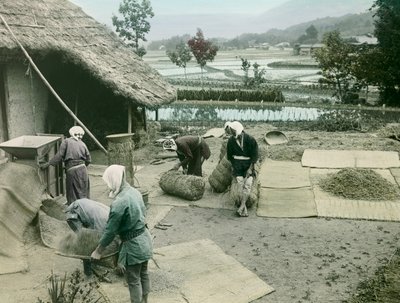 Contadini che spigolano il riso ai margini delle risaie in Giappone, circa 1900 - 1915 (fotografia) da Teijiro Takagi
