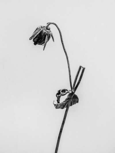 Tra i fiori 12 da Teis Albers