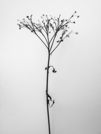 Tra i Fiori 13 da Teis Albers