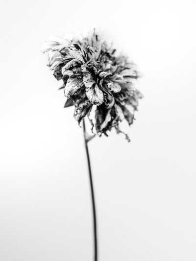 Tra i Fiori 17 da Teis Albers