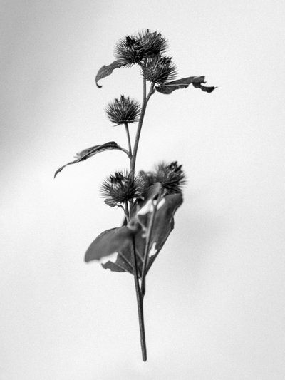 Tra i fiori 23 da Teis Albers