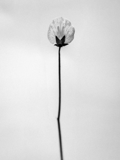 Tra i fiori 26 da Teis Albers