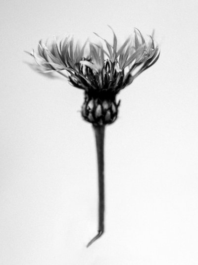 Tra i Fiori 37 da Teis Albers
