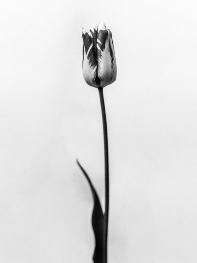 Tra i fiori 70 da Teis Albers