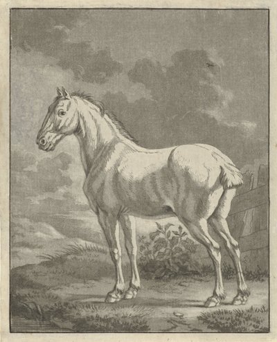 Cavallo bianco in un prato da Tethart Philip Christian Haag
