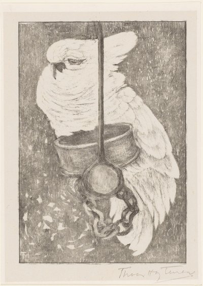 Cacatua bianco da Theo van Hoytema (signed by artist)