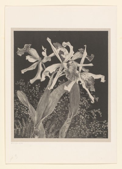 Orchidee da Theo van Hoytema